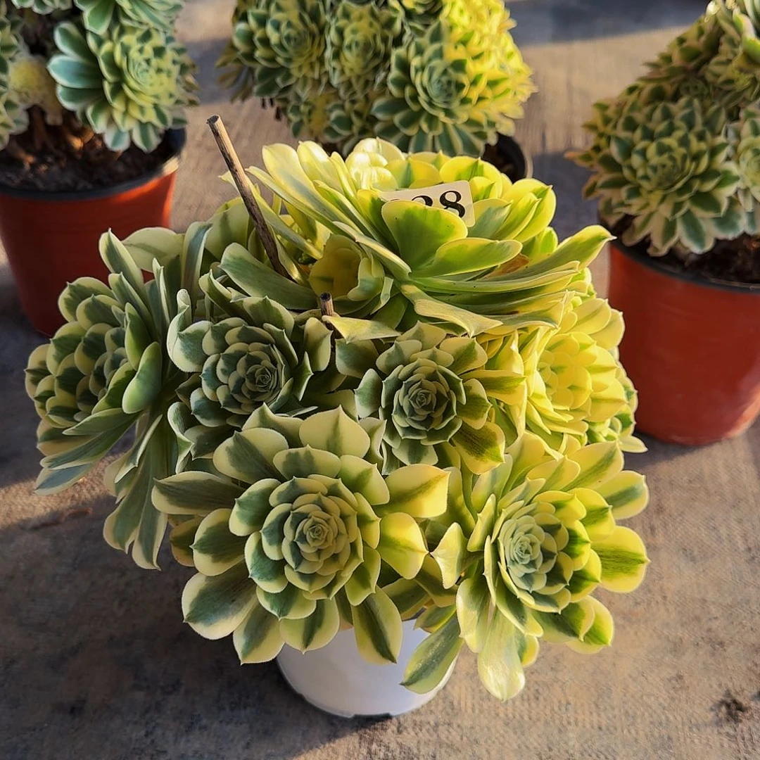 00000628绿豆沙多肉法师