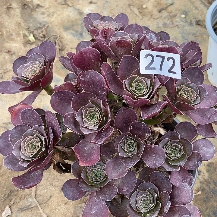 美金玫瑰朵朵272多肉不包断