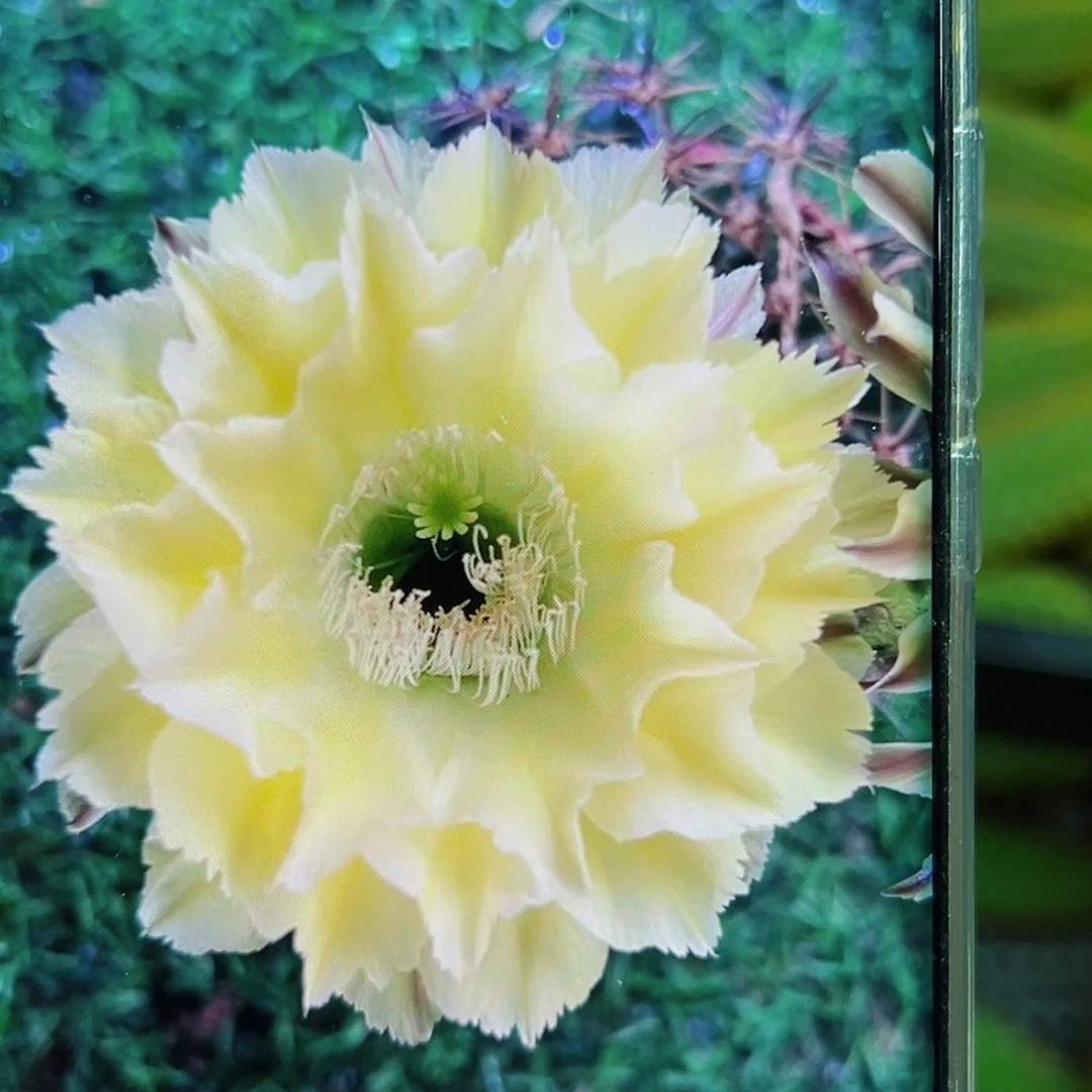 彩草鲁西二号侧芽 20 包邮