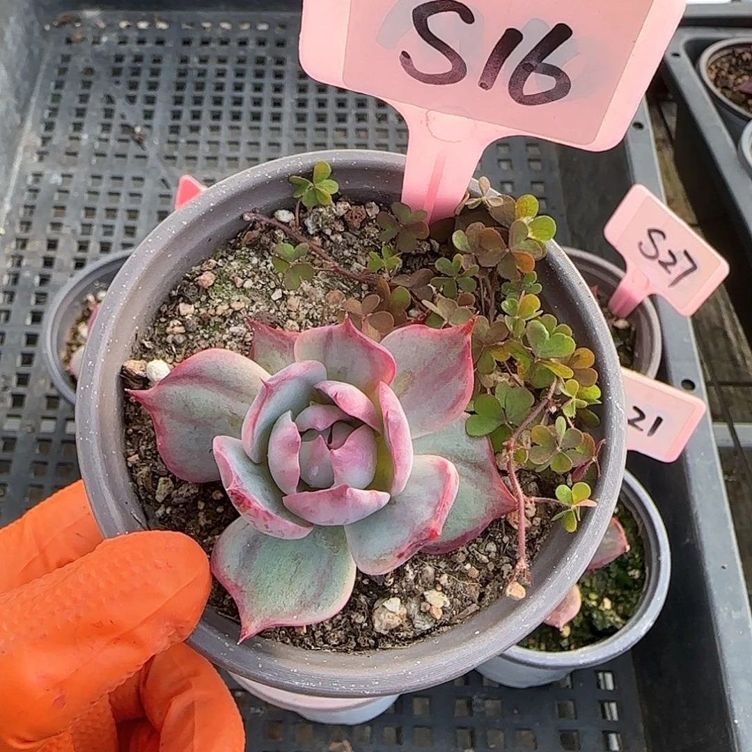 曾**雅S16惊鸿单头多肉