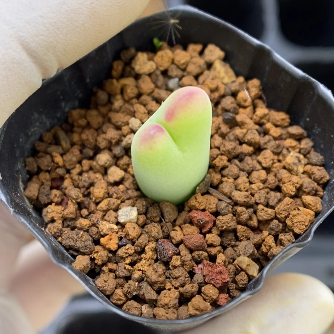 多肉植物肉锥杂交K-3208 毛将杂 大小脸福利