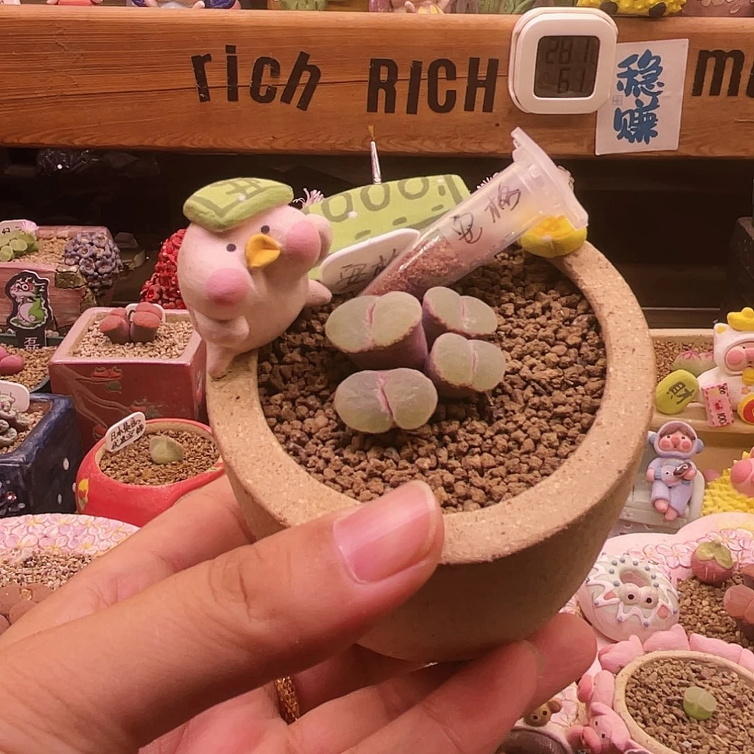 安格百粒种子价格送二十粒