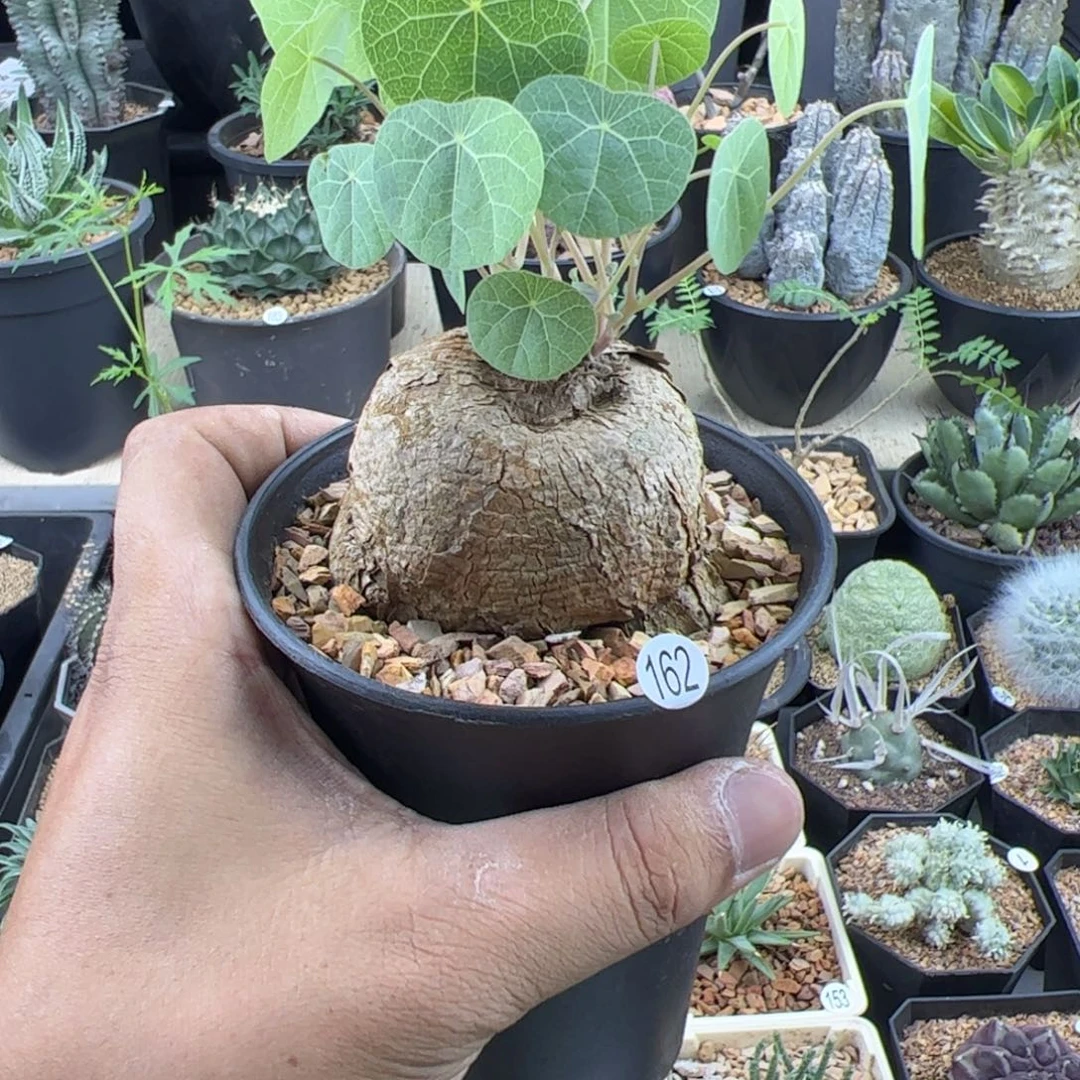 冰蓝龟一物一拍带盆发