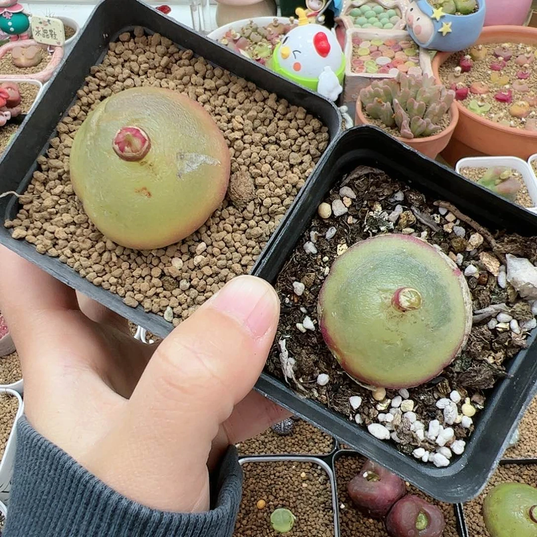 【闪购商品】186 送1