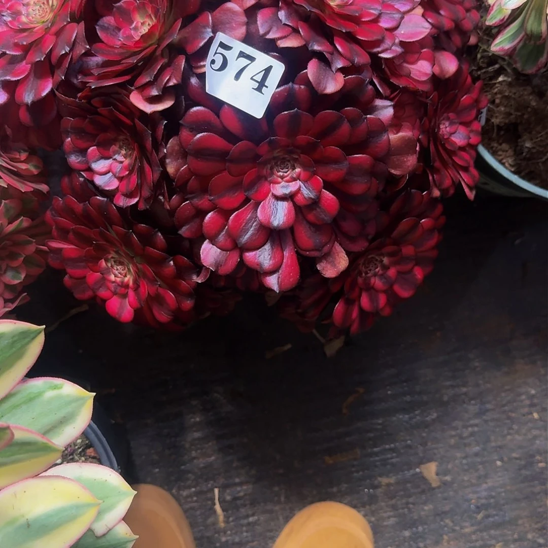 哈**饰574多肉植物法师