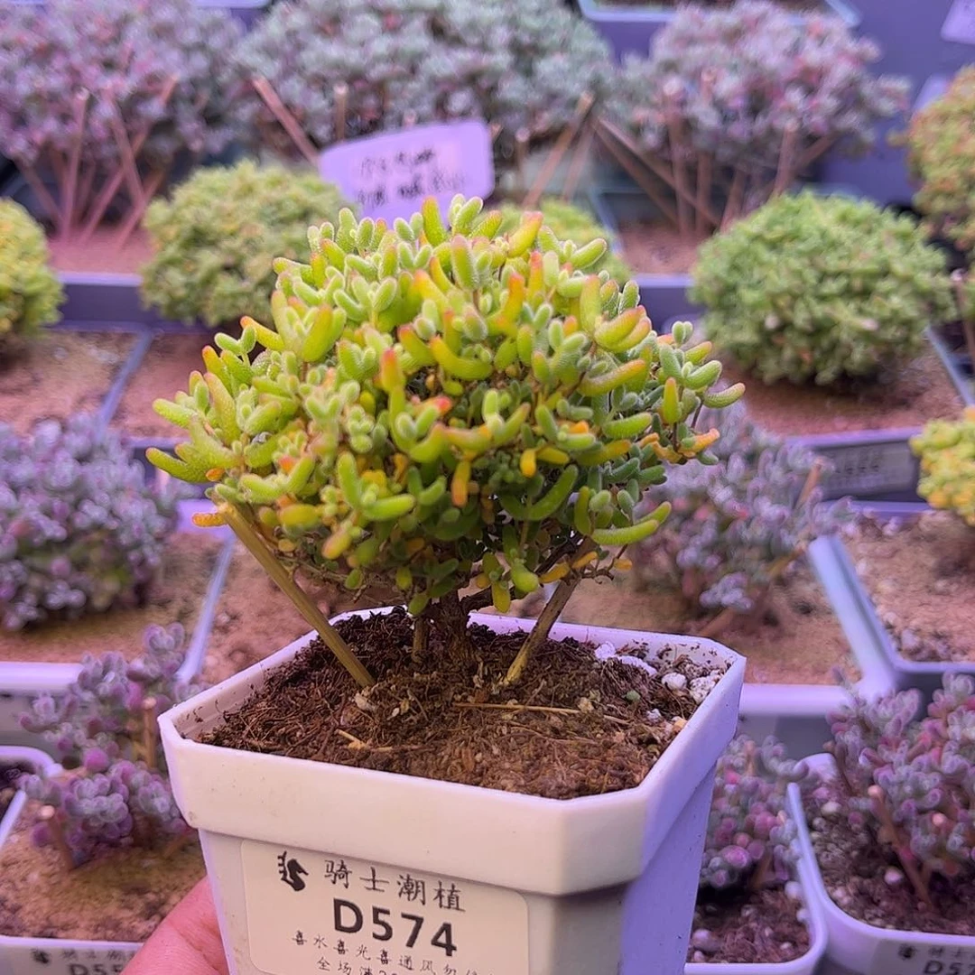 574蜜橘糖球枝干番杏