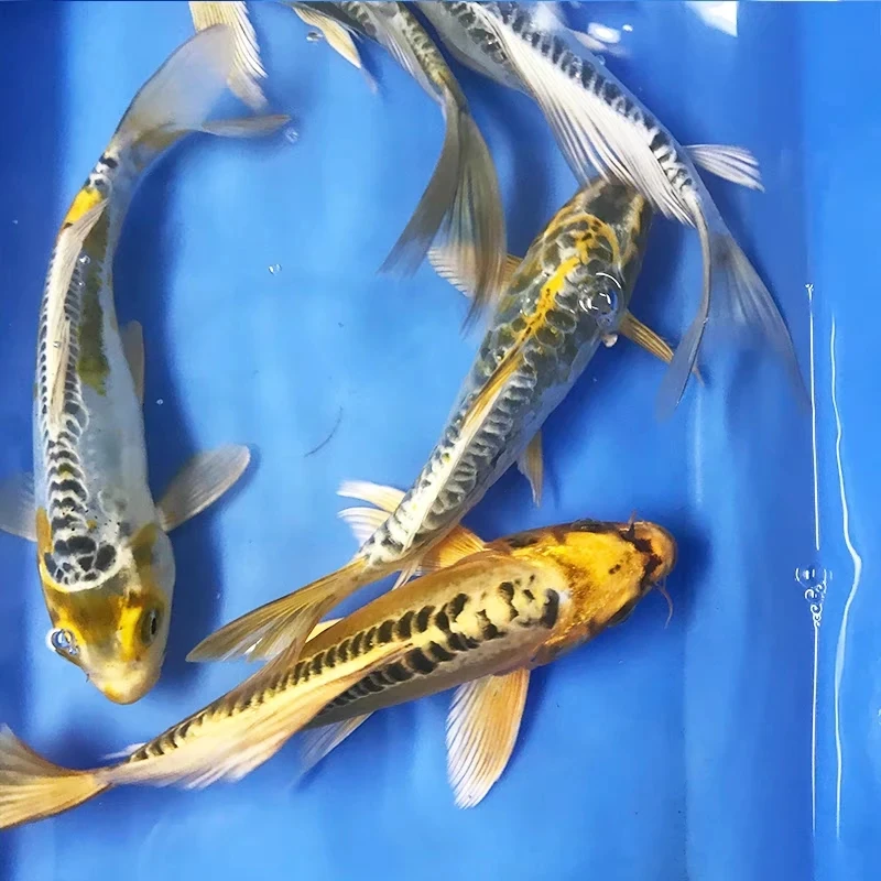 超大尺寸7尾【德系血统锦鲤混搭】水族活体冷水鱼观赏鱼