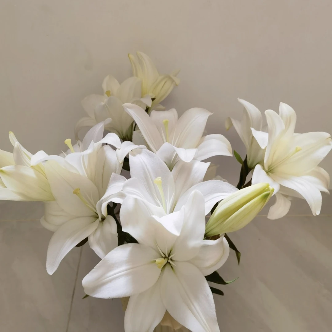 【白天使】亚洲百合花百合东北鲜切花基地鲜花直发顺丰包邮家居养护
