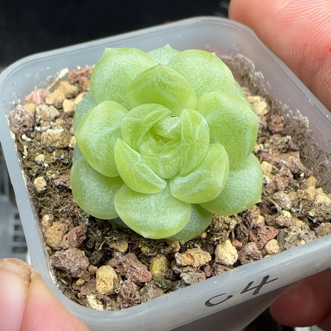 弌***弎一物一拍财富密码4
