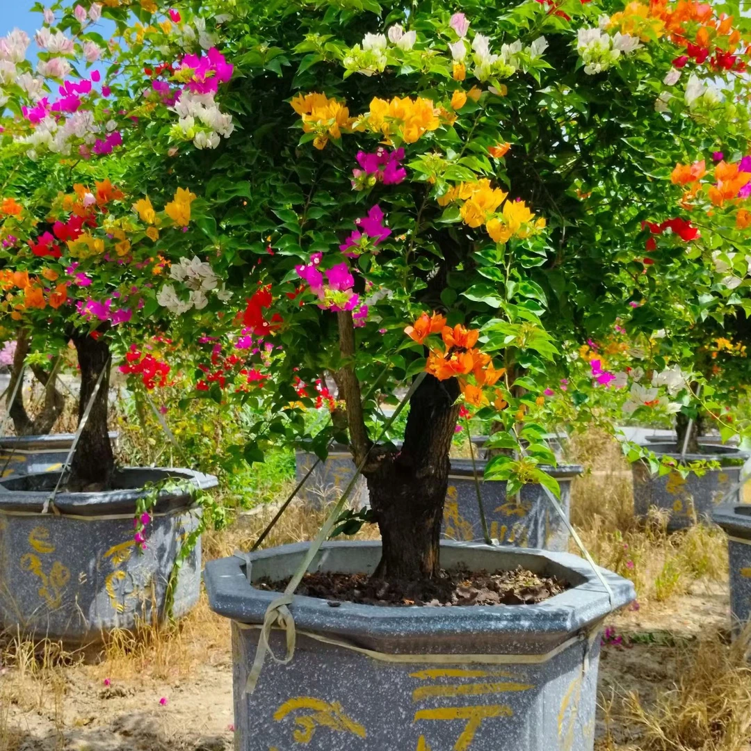 小康三角梅泰国五雀景观树 四季开花三角梅五色梅