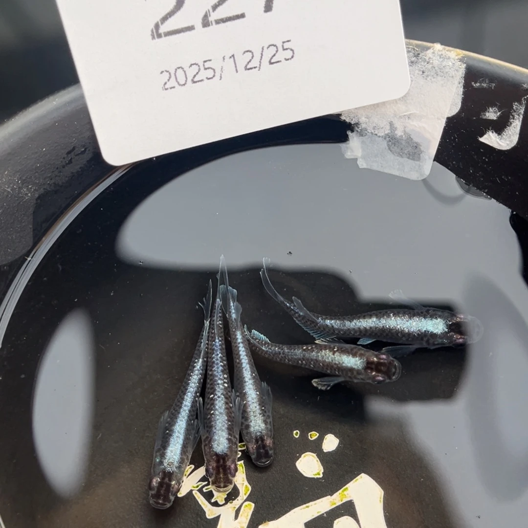 青鳉鱼227午夜裙摆五尾