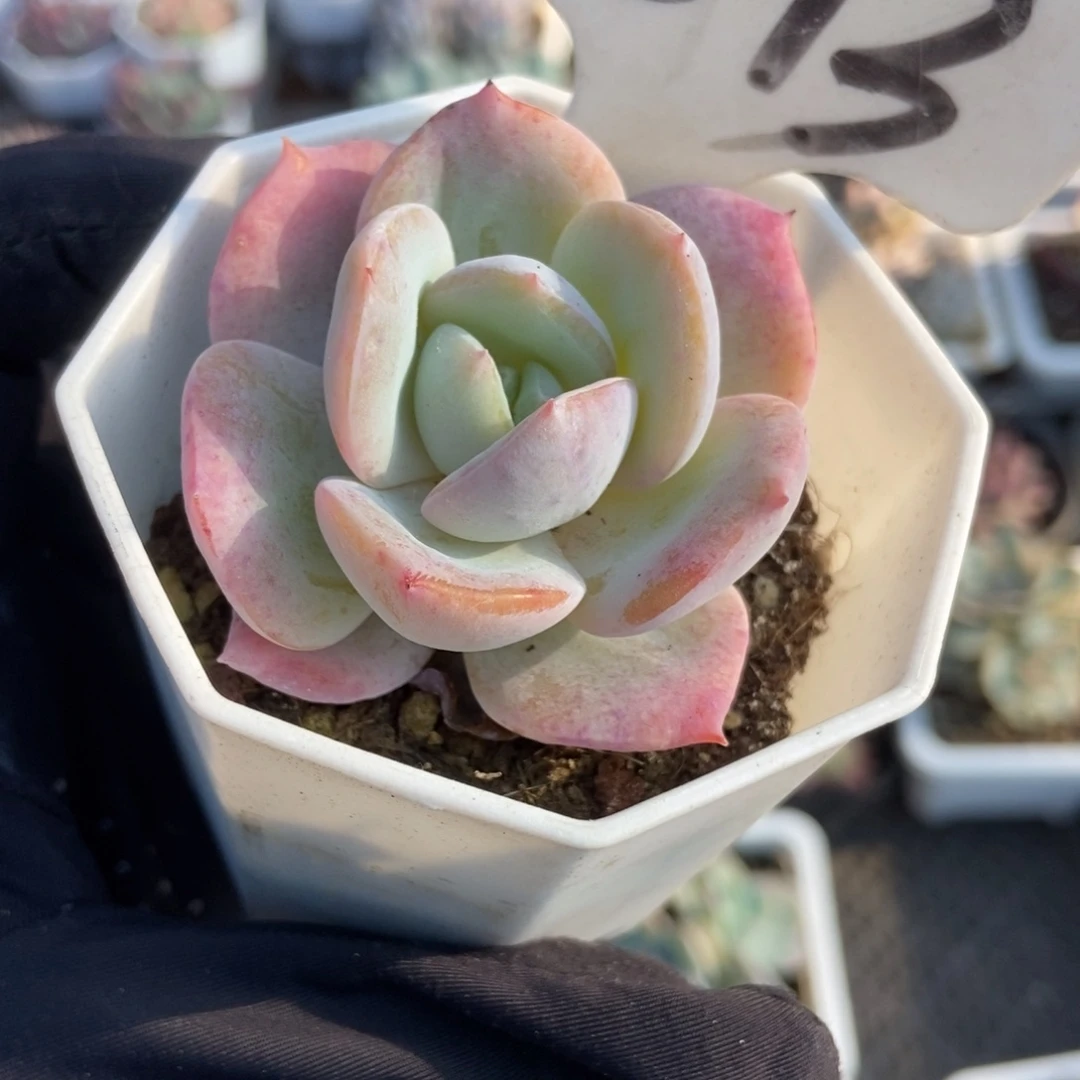 873凤城多肉植物保护