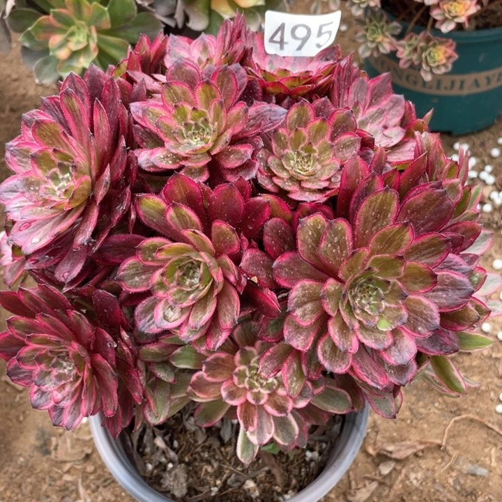 495多肉植物紫霞仙子