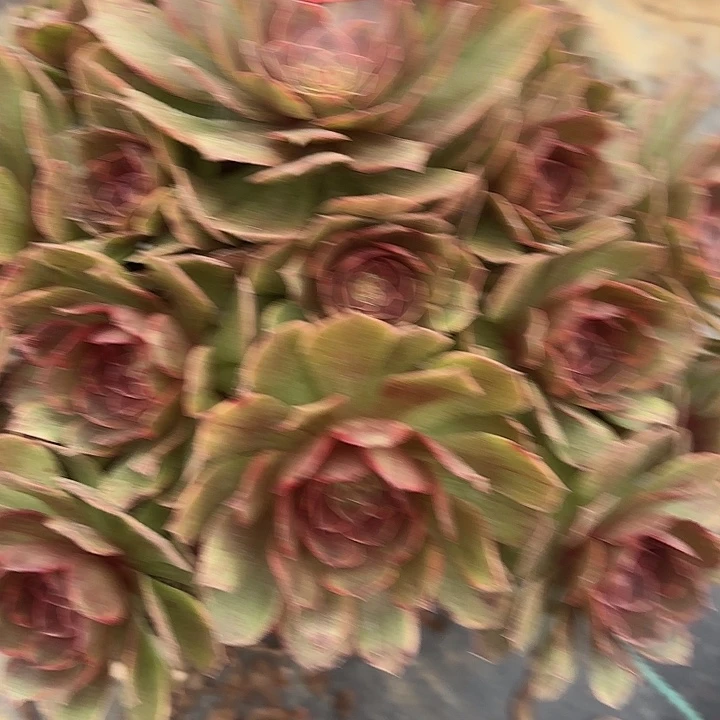 半夏多肉法师不包损123