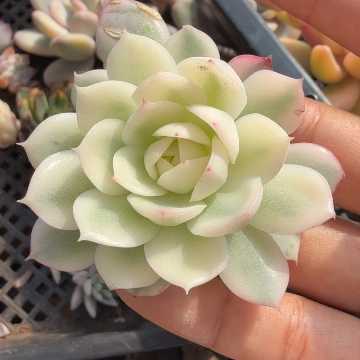 韩水晶锦腹轮锦主头