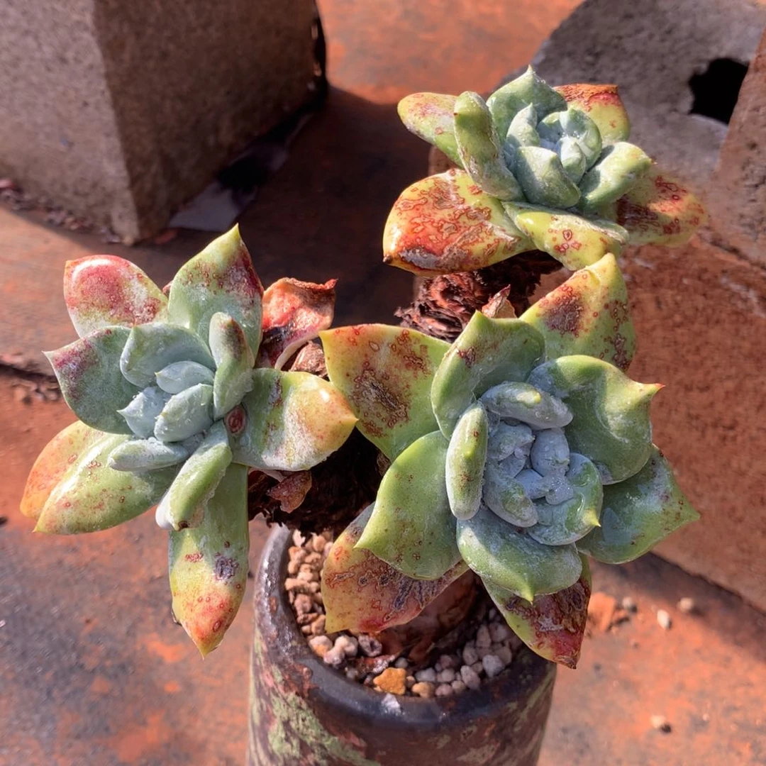 壹**园个体，多肉植物啦啦啦