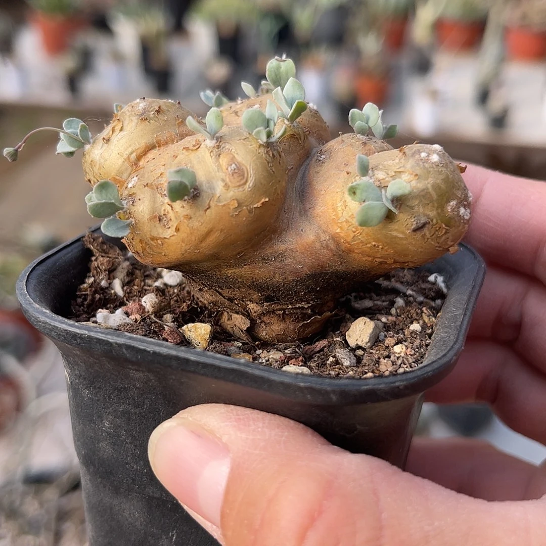 老家产地格加厚敦菊