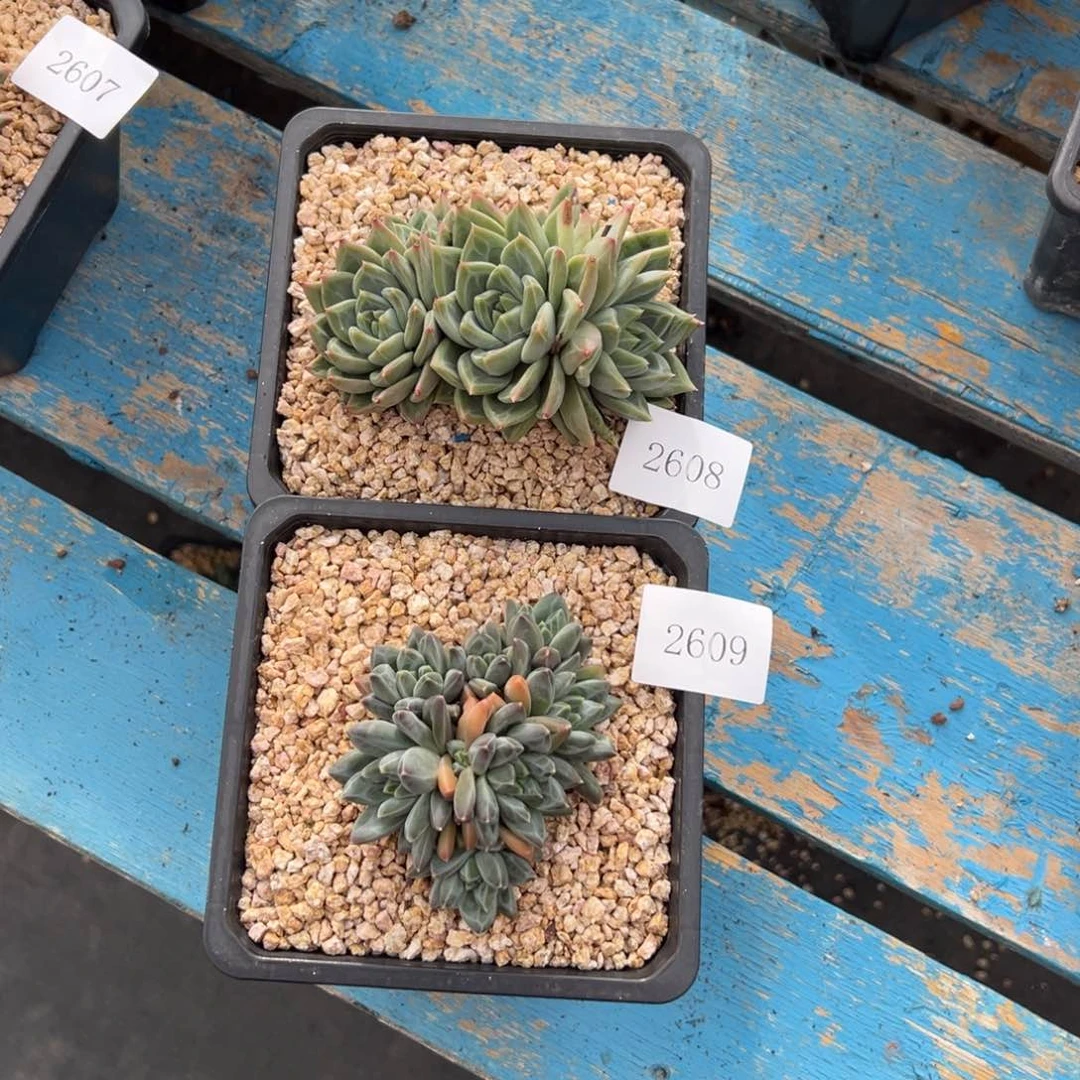 小*兽2608 2609不包整肉肉肉肉肉肉