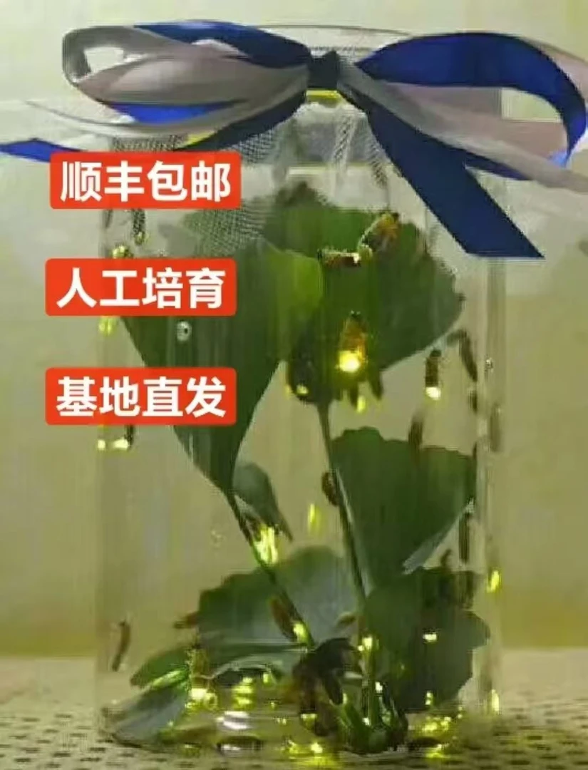 萤火虫人工养殖    饲养盒   带瓶发货