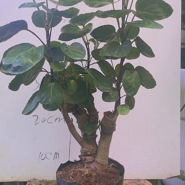 完全开放qqqqwwwwwww