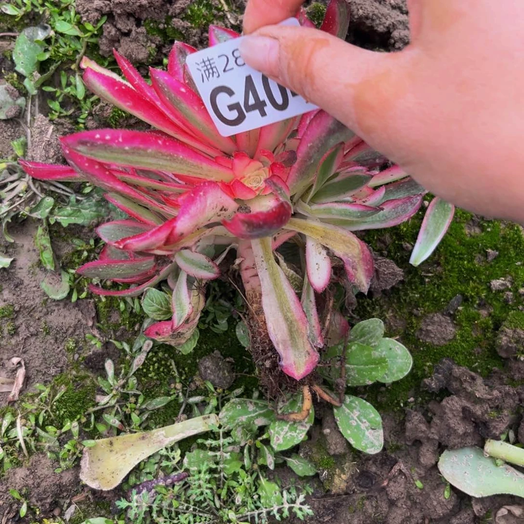 404多肉植物一物一拍