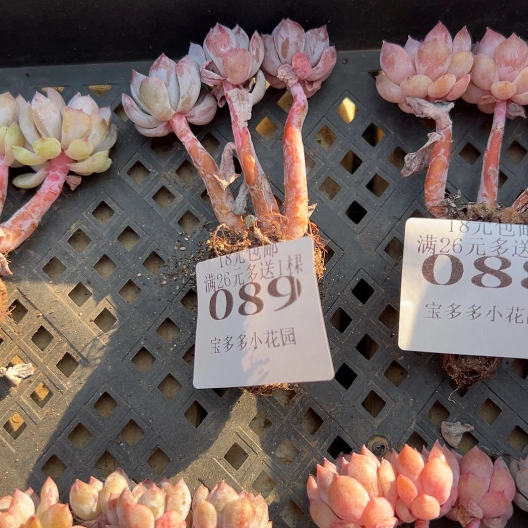 089号糖心小树 一物一拍 满18包邮