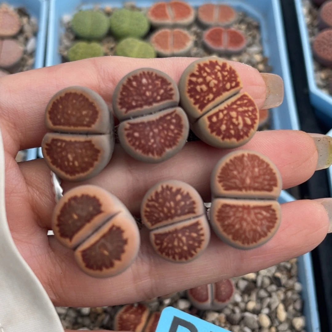 珍***肉7105红窗菊六颗。