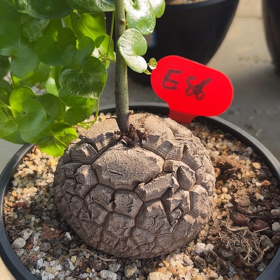 汤圆植物龟甲龙E86好看