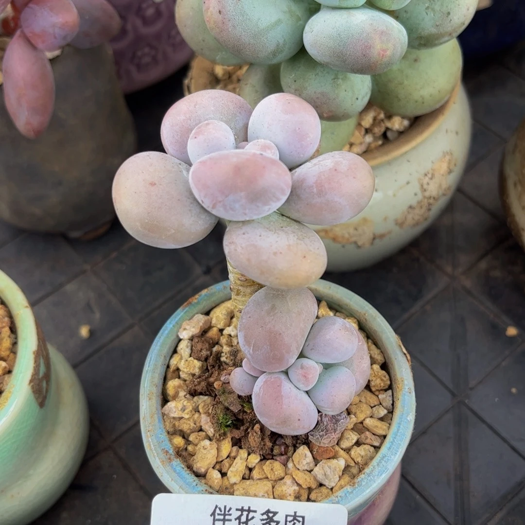 300-芭比奶多肉5cm