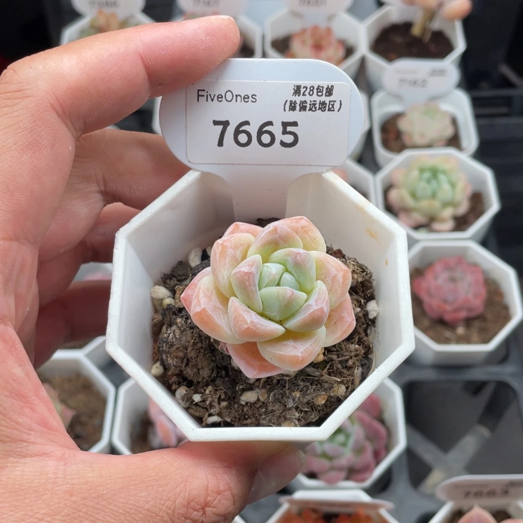 7665冰玉3.5厘米