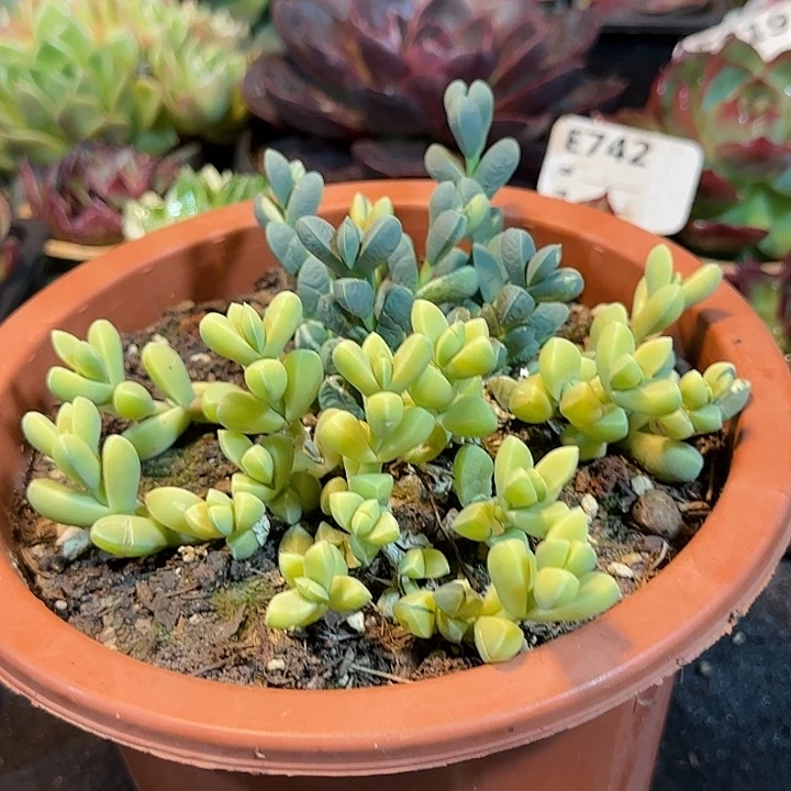 鹿角海棠锦惊鸿一物一拍包装收缩花旱