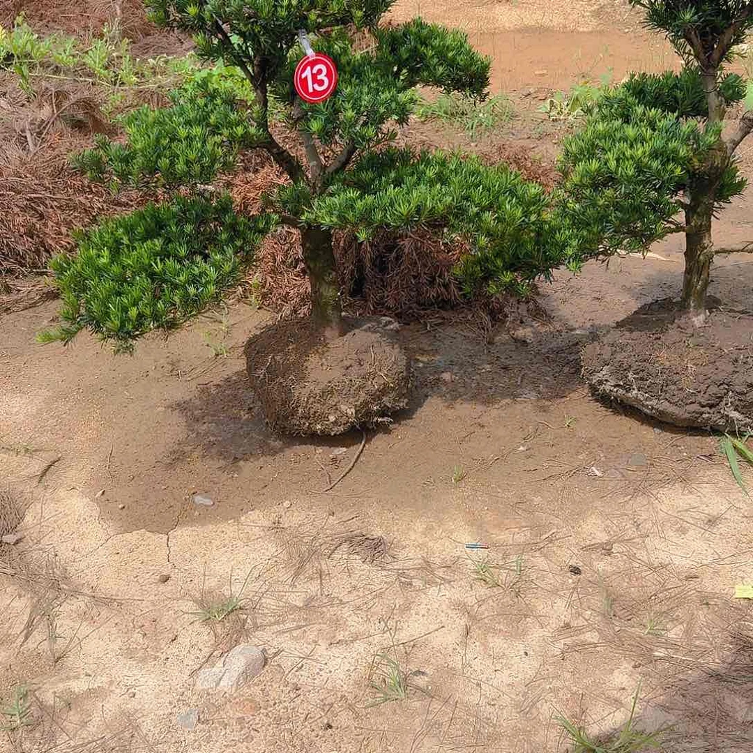 无花朵海****子2586841488555