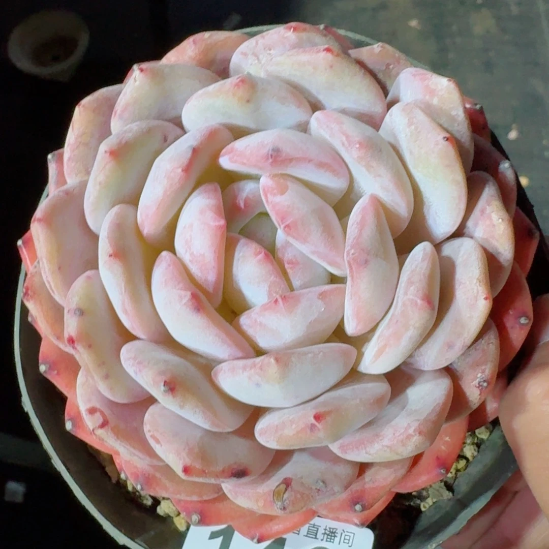 橙子         精品多肉