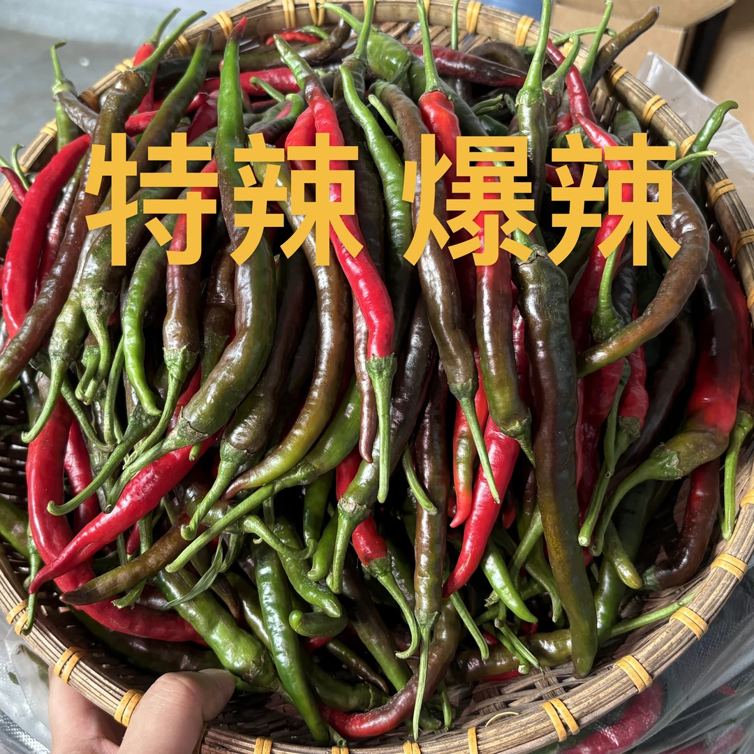 特辣爆辣湖南本地农家酱紫红辣椒新鲜现摘现发泡椒剁椒专用
