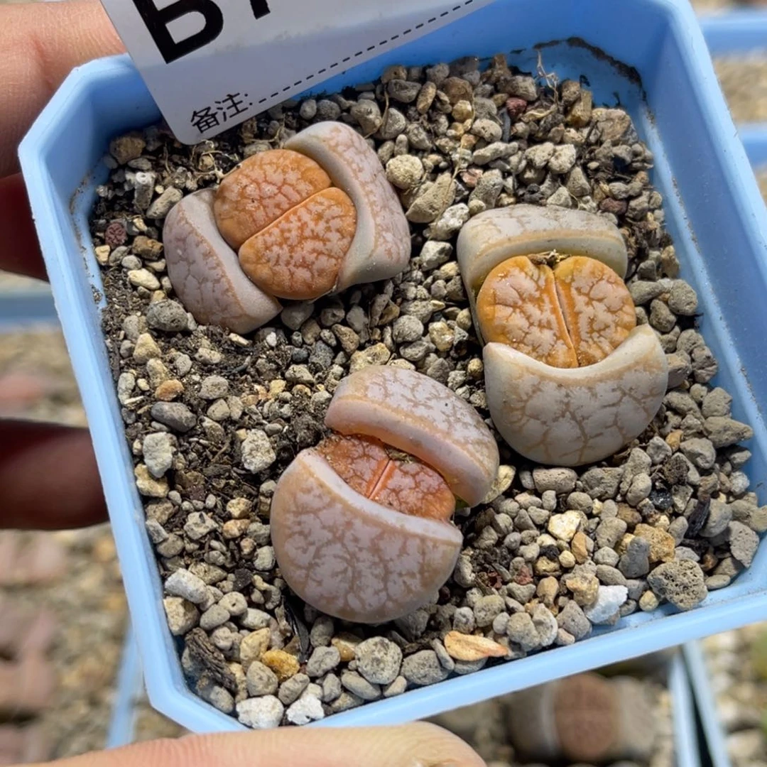 7311拿铁3颗尺寸2.5