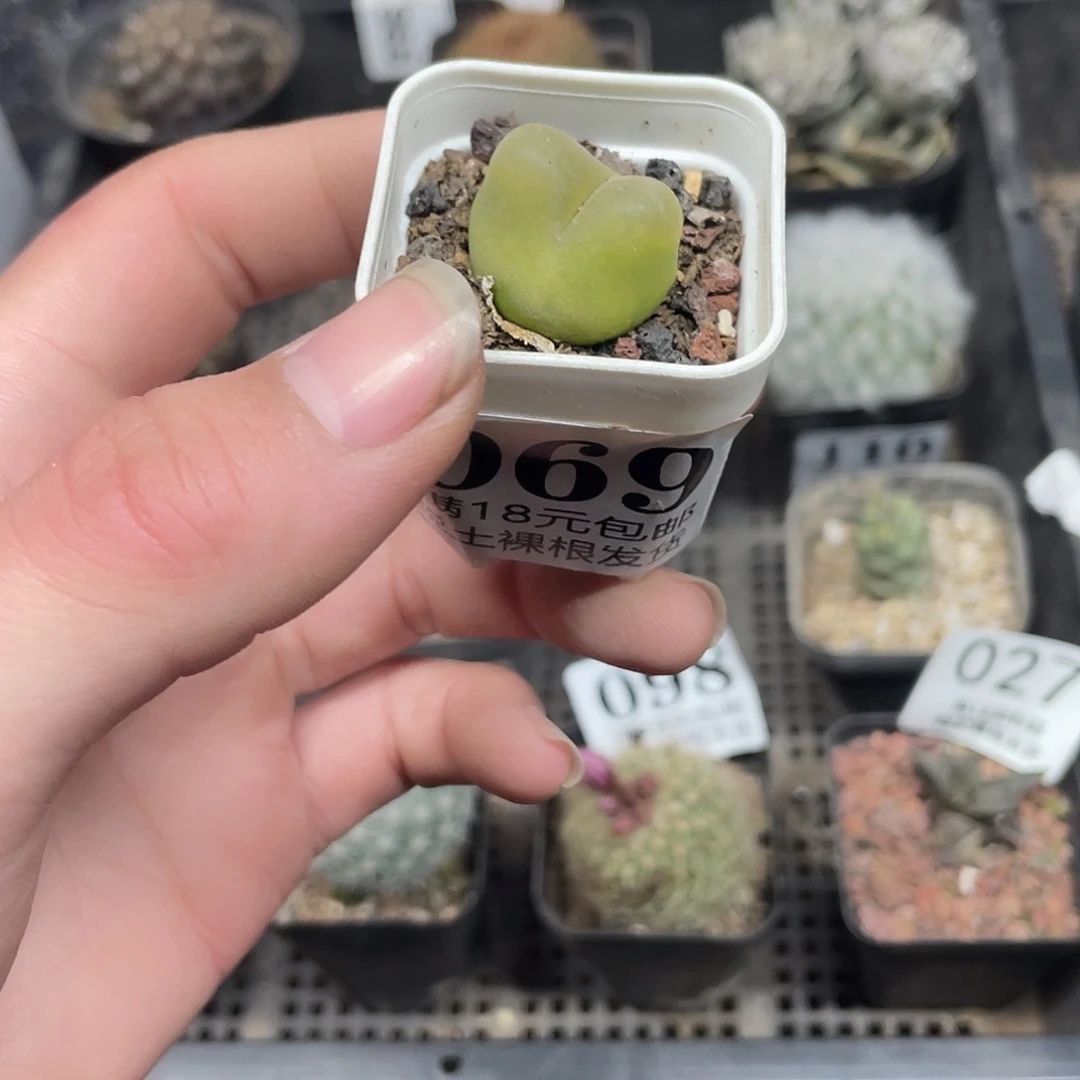 69毛汗尼（满18包邮）