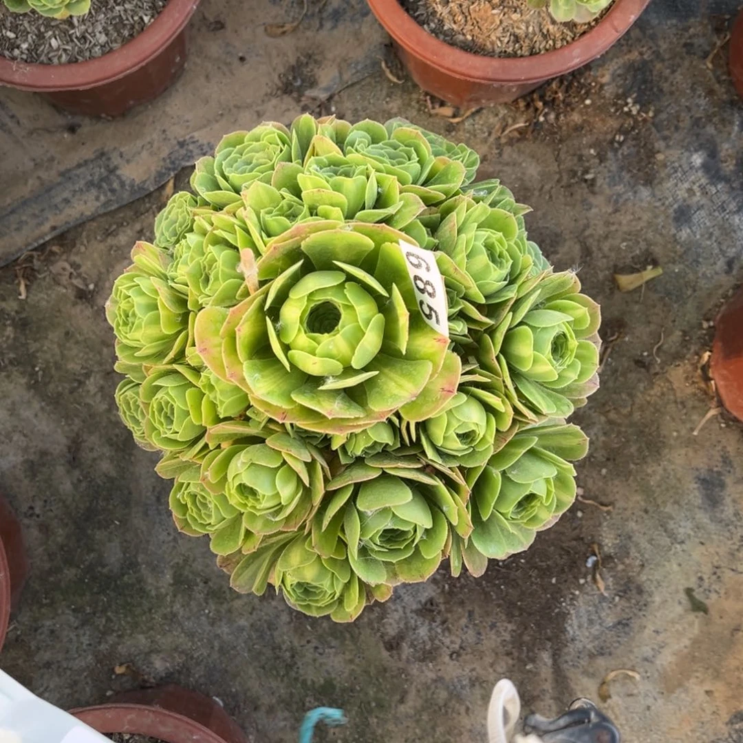 【闪购商品】翡翠琉璃685多肉