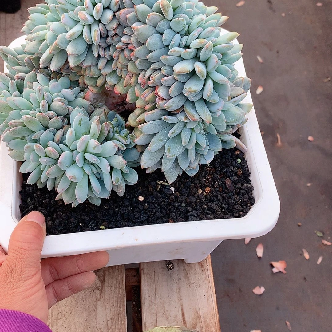 多肉植物多肉植物