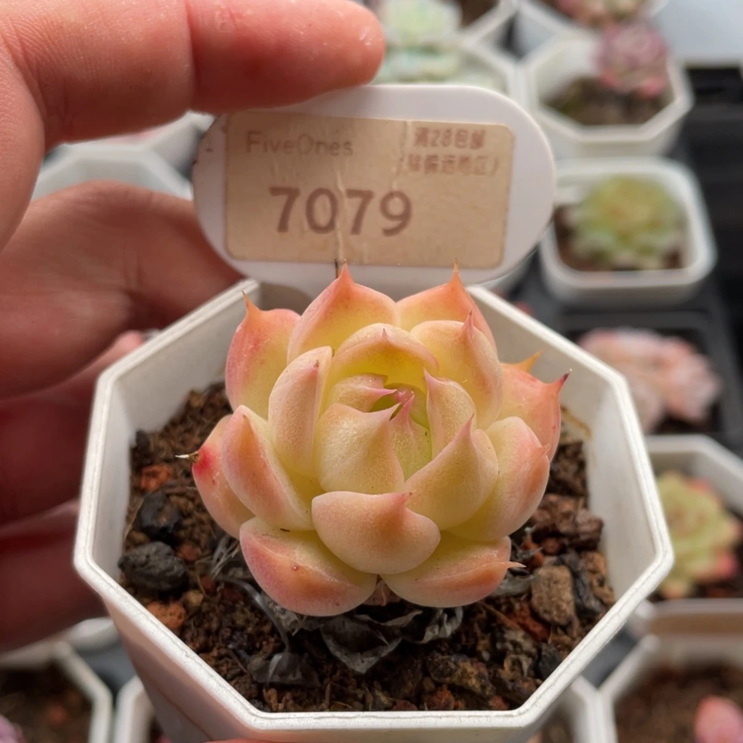 麦秆7079-4.5厘米