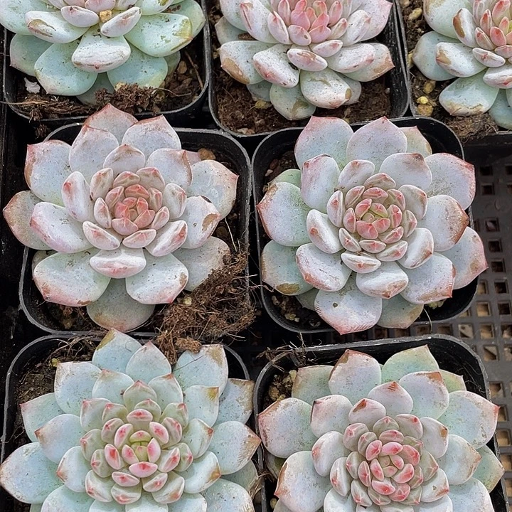 玉芙蓉带盆土发货
