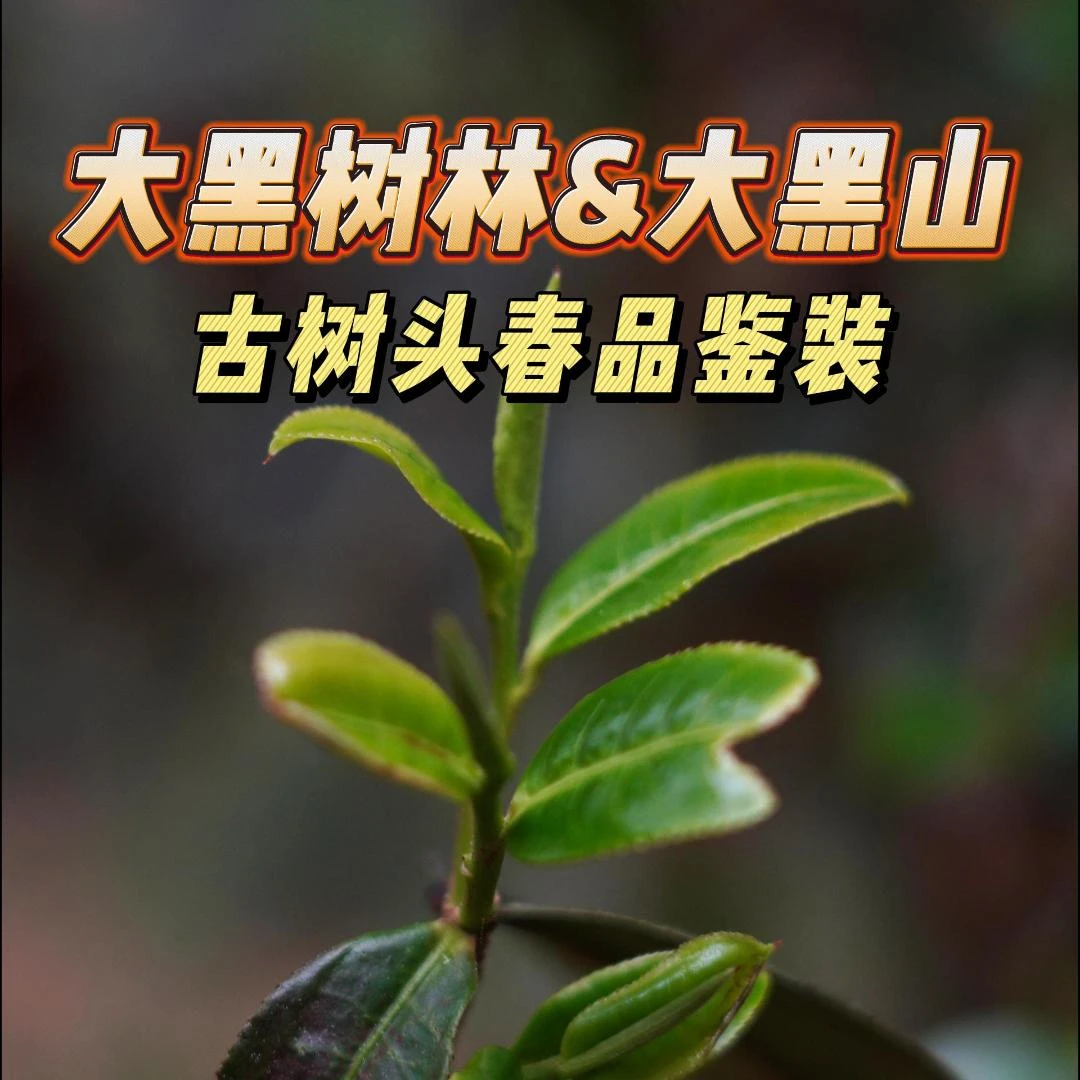 2023年大黑树林古树头春纯料8克 + 2024年大黑山古树头春纯料8克