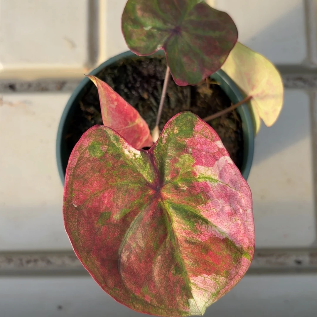 泰国彩叶芋68-1208