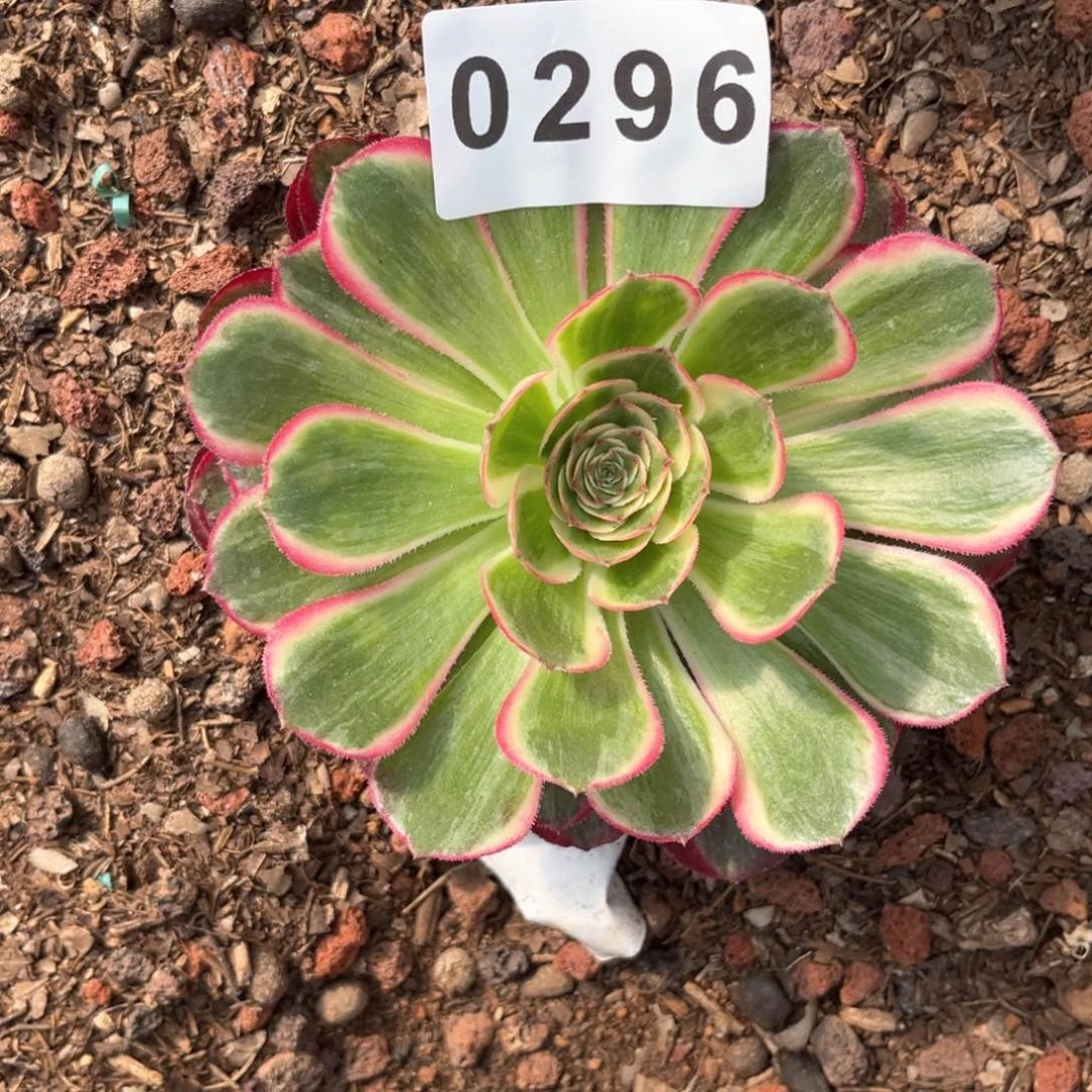 孔雀翎多肉发货发货