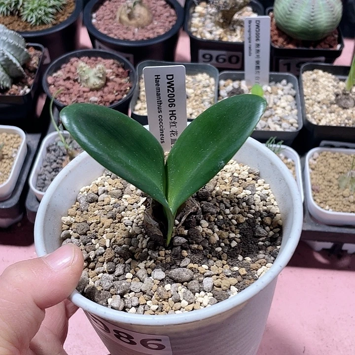 086产地红花血莲块根