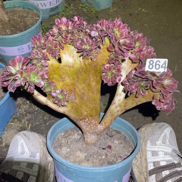 25厘米美杜莎缀化864号