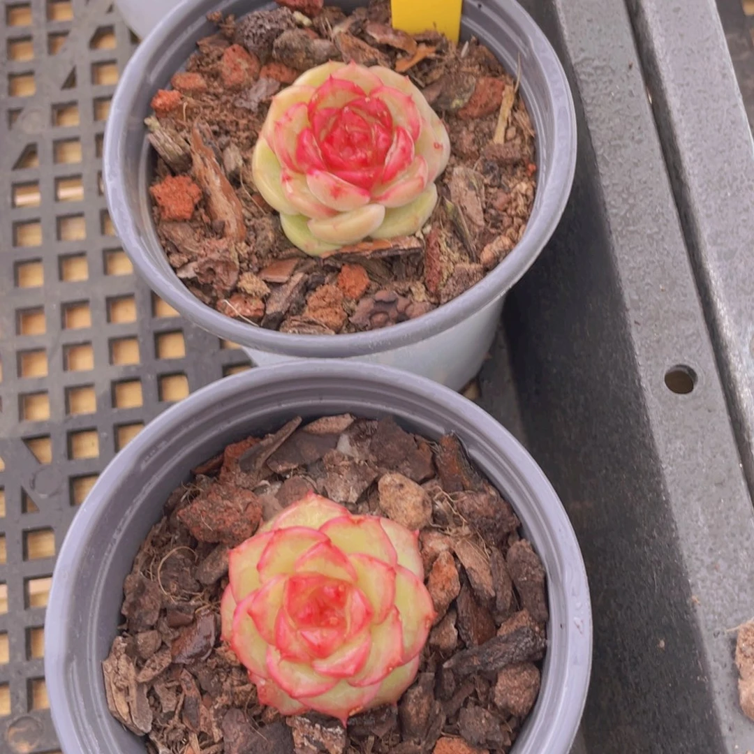 1173号 小花朵糖心珍妮一个