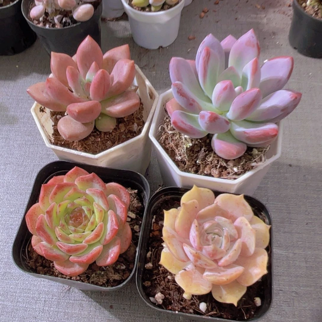 桃花源。奥普。 粉恋。露娜莲