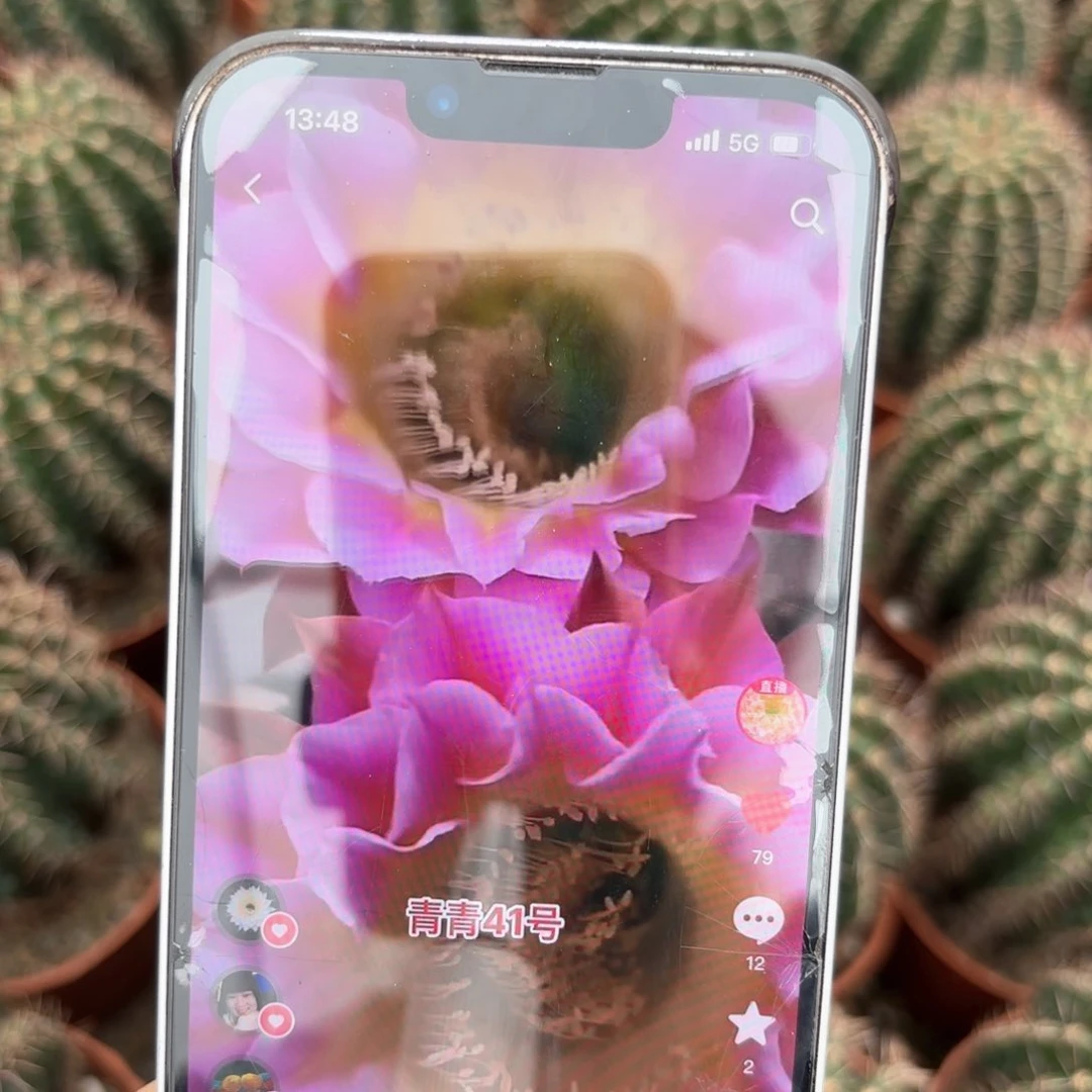 彩草41号8公分左右