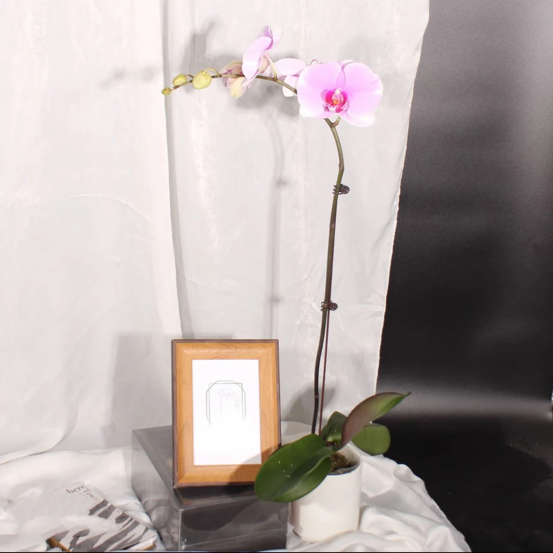 明兰花卉 蝴蝶兰【1372】全花开花株发货