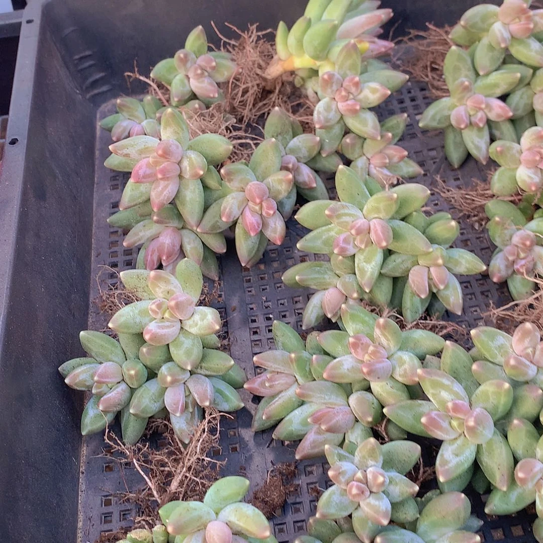 两颗凤羽2456778999900